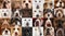 Creative collage made of different breeds of dogs. Close-up of purebred dogs muzzles looking at camera. Cute noses.