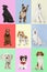 Creative collage made of different breeds of dogs. Full-length images of purebred dogs sitting against multicolored