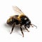 Creative Commons Attribution Techniques For Dramatic Bee Photography