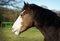 Creative composition of fence post and barbed wire with blurred horse in the background