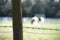 Creative composition of fence post and barbed wire with blurred horse in the background