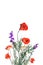 Creative composition made of red poppies and daisy flowers on white background. Nature concept. Summer background in minimal style