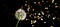 Creative dark background with white dandelions inflorescence. Concept for festive background or for project. Natural calming tones