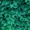 Creative deep green layout made of grapes leaves with copy spac
