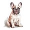 Creative and Detailed Cartoon French Bulldog in Watercolor Style