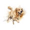 Creative and Detailed Cartoon Golden Retriever in Watercolor Style,