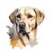 Creative and Detailed Cartoon Labrador in Watercolor Style,