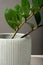 Creative diagonal isometric projection. Composition with concrete ribbed flower pot with zamioculcas. gray background. Minimalism