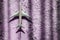 creative effect with sun light beam, airplane aircraft toy on purple violet background