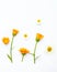 Creative floral layout of orange calendula flowers and daisies on a white background. Top view, flat lay, summer floral