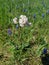 A creative flower shape that is located in the field. The flower is gently pink with white color. Around him bright blue flowers.