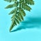 Creative foliage background of green leaf ferns on blue background with reflection of shadows and copy space.