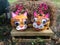 Creative Halloween Pumpkin Decorating Idea, Cat Faces, Cute Autumn, Fall Decor