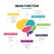 Creative human brain infographic concept lobe mind