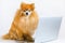 Creative intelligent, smart, serious dog Pomeranian spitz in glasses working, using, looking at laptop, remote work