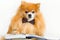 creative intelligent, smart, serious dog pomeranian spitz professor with glasses and bow tie reading book
