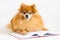 Creative intelligent, smart, serious dog pomeranian spitz professor with glasses and bow tie reading book