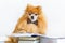 Creative intelligent, smart, serious dog pomeranian spitz professor with glasses and bow tie reading book