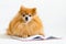 Creative intelligent, smart, serious dog pomeranian spitz professor with glasses and bow tie reading book, learning information
