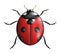 Creative ladybug illustration