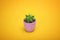 Creative layout Cactus set in ceramic pot Fashion Design. Cacti Minimal summer still life concept. Trendy Bright Color.