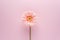 Creative layout with daisy flower on pink background. Minimal nature concept. Flat lay