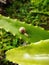 Creative layout little snail on the leaf