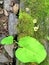 Creative layout made of green leaves. Flat lay. Nature concept.tropical leaf, large foliage, abstract green texture