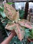 Creative layout made of plant aglaonema stardust orange. Asian plant