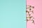 Creative layout made with snowdrop flowers on bright blue pink background