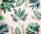 Creative layout made of various tropical palm and fern leaves. Exotic plants on pastel pink background, top view