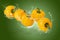 Creative layout made from yellow Bell Pepper and water splashing on a Green background
