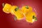 Creative layout made from yellow Bell Pepper and water splashing on a red background