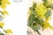 Creative layout made of Yellow Mimosa flowers Acacia