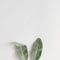 Creative minimal Easter holiday concept for festival or celebration greeting card or banner..Bunny ears made of lambs ears plant