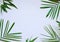 Creative minimal summer idea. Green leaf branches. Palm leaves. Tropical exotic background with empty space for text. Concept crea