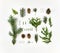 Creative natural layout of winter plants on white background. Flat lay, top view