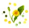 Creative painting of yellow dandelion in color spray droplets