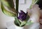 Creative perspective of iris flower in interior