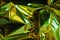 Creative photo background of gold holographic. crumpled foil with green highlights and shadows