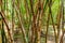Creative photo of a bamboo forest in park