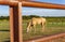 Creative Photograph Beautiful Quarter Horse Grazing Through Rustic Gate