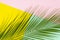 Creative pop layout made of tropical palm leaf lying diagonally on colorful pink, mint and yellow tricolor background