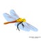 Creative sample design dragonfly logo