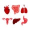 Creative set of human, lung, uterus, stomach, gastrointestinal tract isolated  illustration