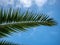 Creative shot of a palm frond under the sky