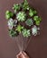Creative Succulent plants from above like a balloon