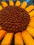 Creative Sunflower Cake