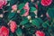 Creative textured floral background. Pink Camellia flowers  Japonica Camelia on a lush green bush