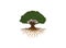 Creative Tree Roots Logo